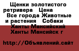 Щенки золотистого ретривера › Цена ­ 15 000 - Все города Животные и растения » Собаки   . Ханты-Мансийский,Ханты-Мансийск г.